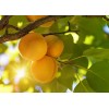 Абрикос Солнышко