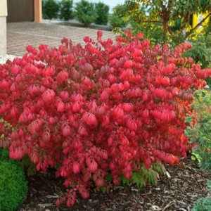 Саженец бересклета европейского Нана