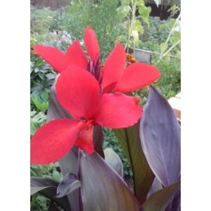 Клубень канны Дисколор (Discolor)