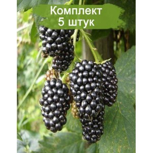 Саженцы ежевики Коламбия (Columbia) -  комплект 5 шт.