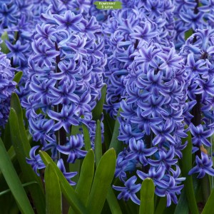 Луковицы гиацинта Блю Джакетс (Blue Jacket) -  комплект 5 шт.