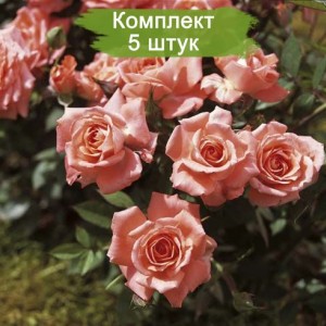 Саженцы миниатюрной розы Аллегро Симфони (Allegro Symphonie) -  комплект 5 шт.