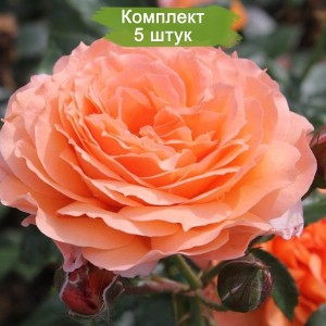 Саженцы чайно-гибридной розы Бельведе (Belvedere) -  комплект 5 шт.