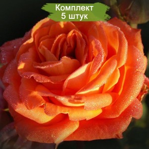 Саженцы чайно-гибридной розы Фольклор (Folklore) -  комплект 5 шт.