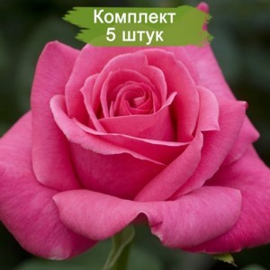 Саженцы чайно-гибридной розы Каприз дэ Мейян (Caprice de Meilland) -  комплект 5 шт.