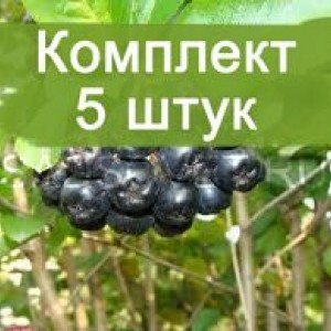 Сеянцы рябины черной (от 20 см.)  -  комплект 5 шт.