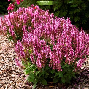 Саженцы шалфея дубравного Розовая королева -  комплект 5 шт.