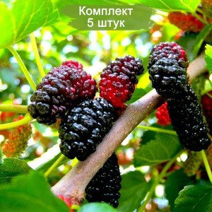 Саженцы тутовника (шелковицы) Владимирский -  комплект 5 шт.