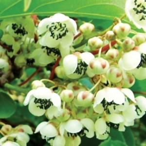 Саженец актинидии мужской Дон Жуан