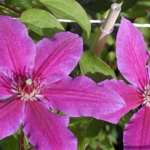 Саженец клематиса Барбара Диблей (Barbara Dibley)