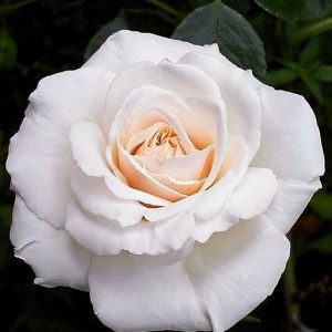 Саженец плетистой розы Пенни Лэйн (Penny Lane)