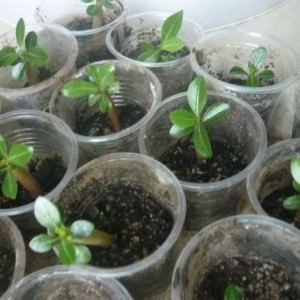 Сеянец Олеандр (от 10 см) 